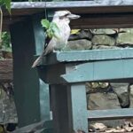 Sydney: Harbour Views & Hidden Histories Walking Tour - Transportation, Timing, and Group Dynamics