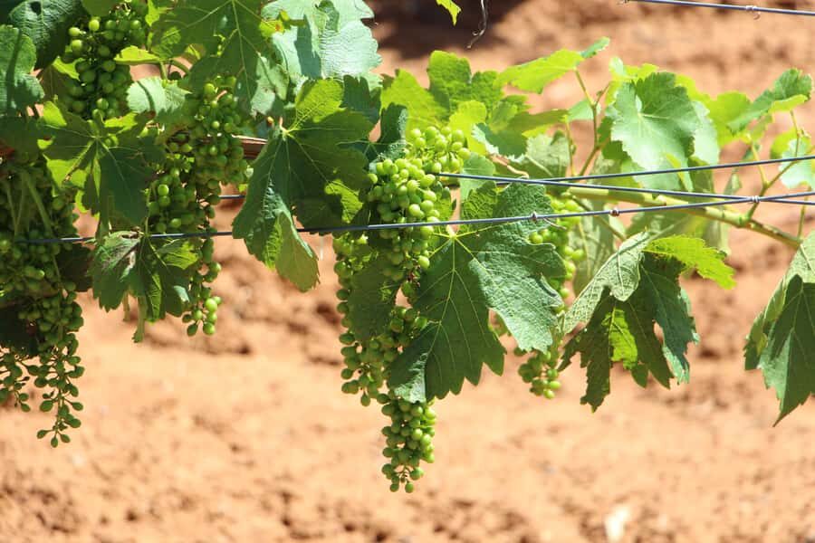 Sydney : Hunter Valley Private Wine, & Cheese Day Tour - The Journey Begins: Comfort and Convenience