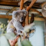 Sydney: Jervis Bay Tour with Beaches, Koalas & Kangaroos - Transportation, Group Size, and Overall Value