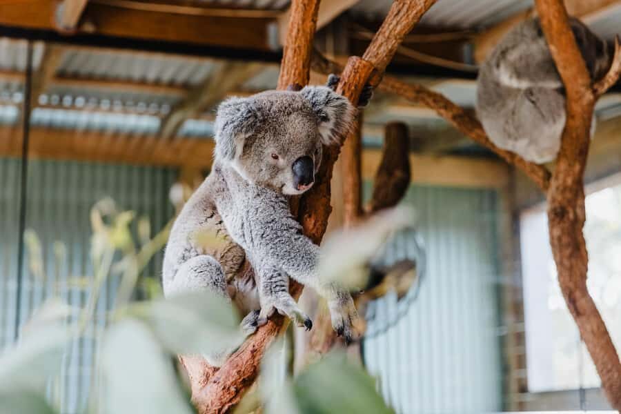 Sydney: Jervis Bay Tour with Beaches, Koalas & Kangaroos - Transportation, Group Size, and Overall Value