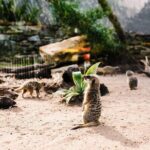 Sydney Taronga Zoo Wild Australia Experience - Detailed Breakdown of the Itinerary