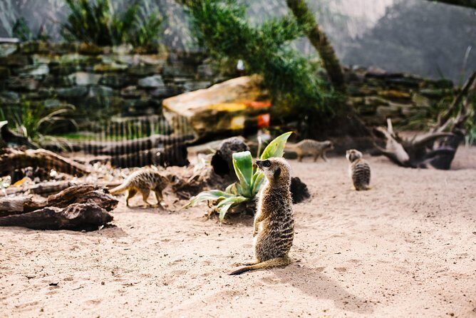 Sydney Taronga Zoo Wild Australia Experience - Detailed Breakdown of the Itinerary