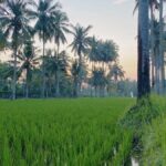 Tabanan Bali: Mount Batukaru Sunrise Treking Tektok - What To Expect and Practical Insights