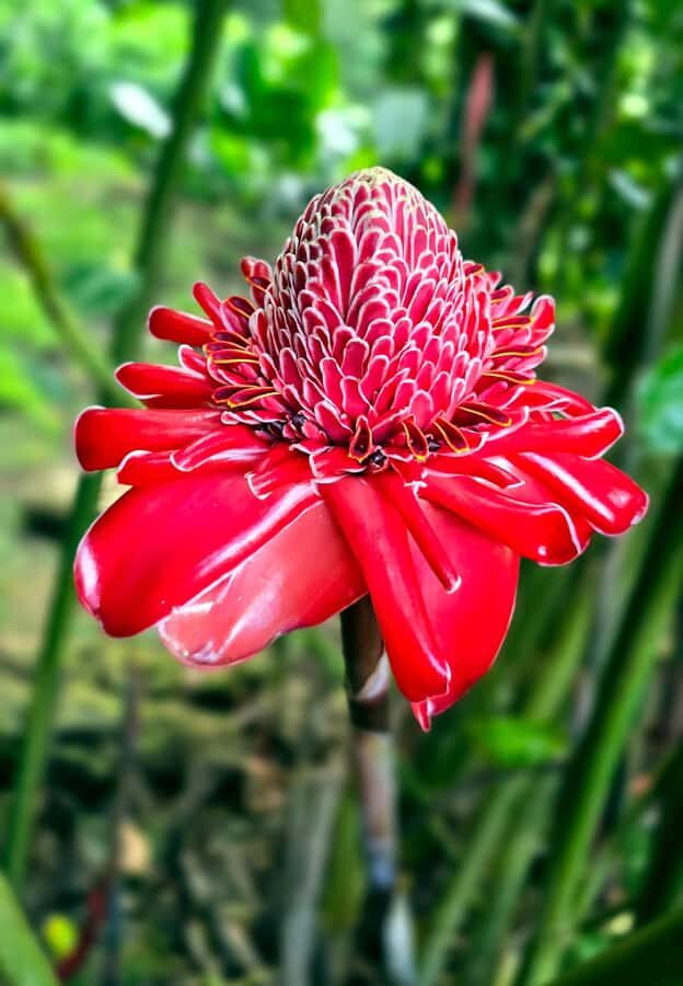 Tahiti Half Day Small Group Circle Tour - Waterfalls & Caves - Detailed Breakdown of the Tour Experience