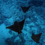 Tahiti underwater photo experience - The Photography: Capturing Tahiti’s Magic