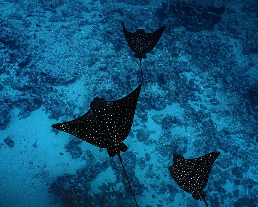 Tahiti underwater photo experience - The Photography: Capturing Tahiti’s Magic