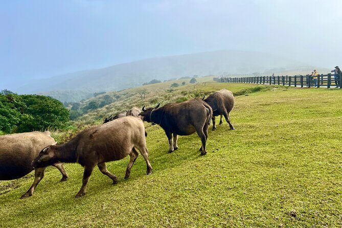 Taipei Customize Your Private Day Tour with Driver Guide - What to Expect at Each Stop