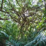 Taitung: Luan Mountain Forest Museum Guided Tour - An In-Depth Look at the Luan Mountain Forest Museum Tour