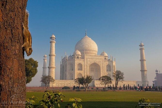 Taj Mahal tour with Elephant and Bear conservation center from Delhi - Authentic Insights: What Travelers and Reviewers Say