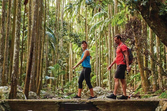 Tamborine Mountain - Hop On Hop Off - From Brisbane - The Experience: What Travelers Are Saying