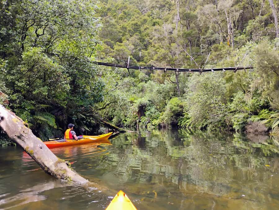 Taup: Hidden Lake Kayak Tour with Sunken Forest Views - Why This Tour Is Worth Considering