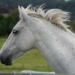 Taupo/Turangi: The Torohe Half-Day Horse Trek - The Itinerary in Detail