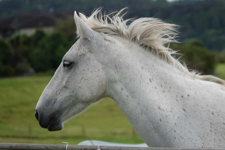 Taupo/Turangi: The Torohe Half-Day Horse Trek - The Itinerary in Detail