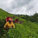 Tea Country Day Tour from Kandy - Nuwara Eliya - Authentic Traveler Insights