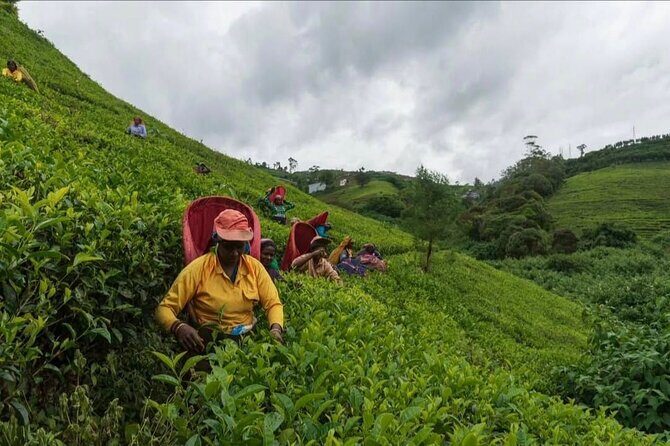 Tea Country Day Tour from Kandy - Nuwara Eliya - Authentic Traveler Insights