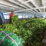 Tea Plucking and Tea Factory Visit from Nuwara Eliya. - Assessing the Value
