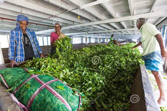 Tea Plucking and Tea Factory Visit from Nuwara Eliya. - Assessing the Value