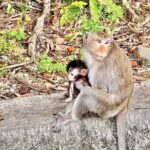 Temple and Local Market in Sihanoukville History tour - Who Is This Tour Best For?