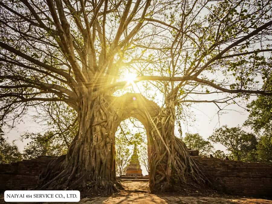 Temple Visits in Ayutthaya and a Walk Through History. - Who Would Love This Tour?