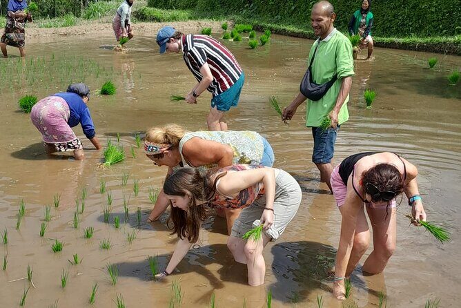 Tetebatu Countryside and Waterfall Day Tour - The Practicalities: What to Expect