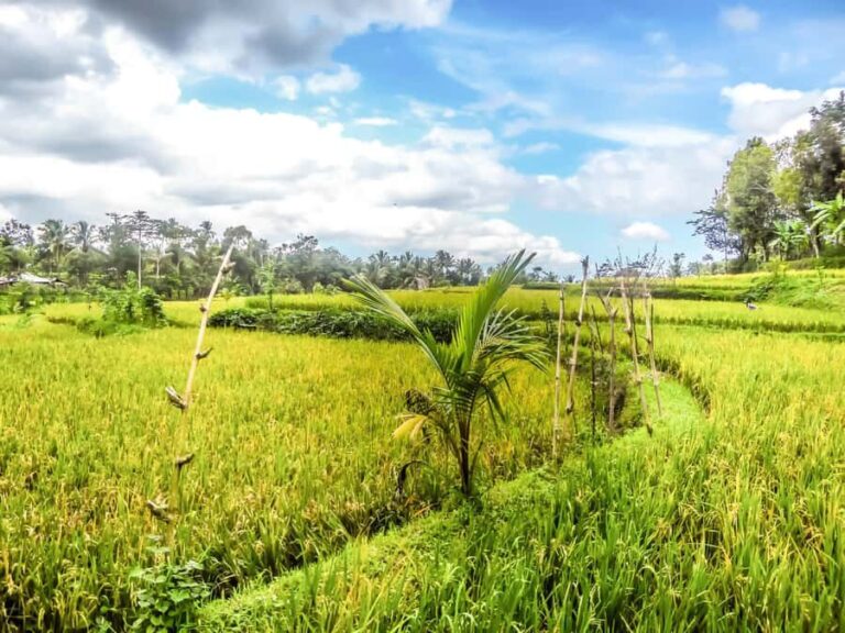 Tetebatu Day Tour: Waterfalls, Rice Fields & Local Life - FAQs