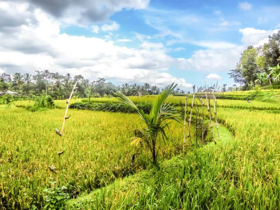 Tetebatu Day Tour: Waterfalls, Rice Fields & Local Life - FAQs