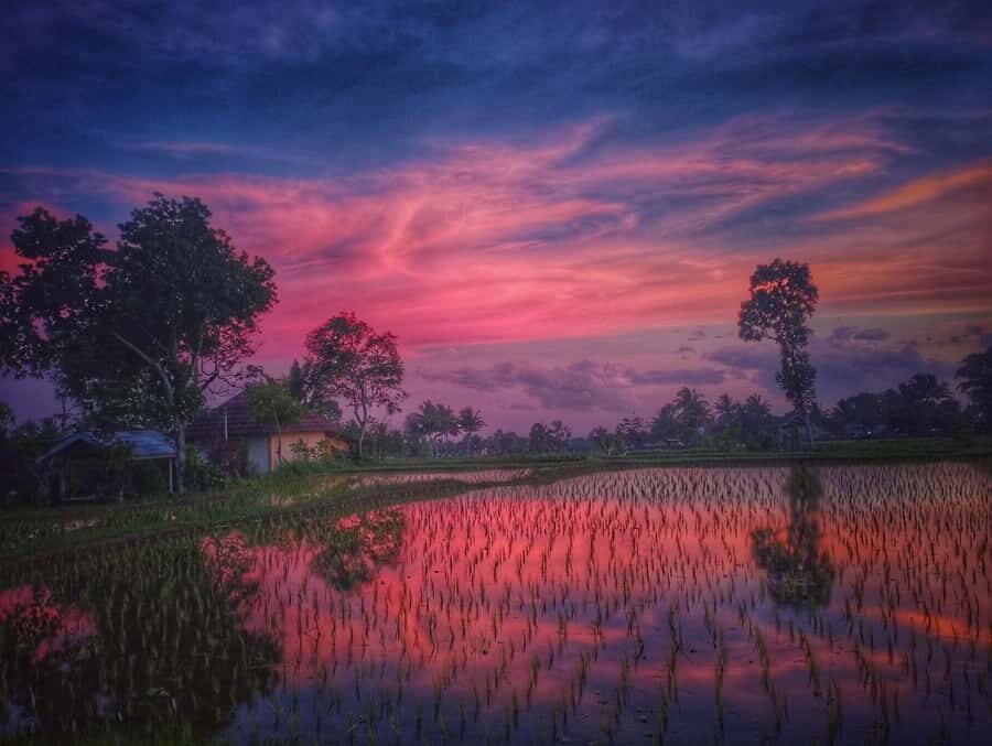 Tetebatu : Ricefield tour,waterfall and monkey forest - Who Is This Tour Best For?