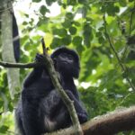 Tetebatu & Ricefield, Waterfall, Monkey forest. - What Sets This Tour Apart