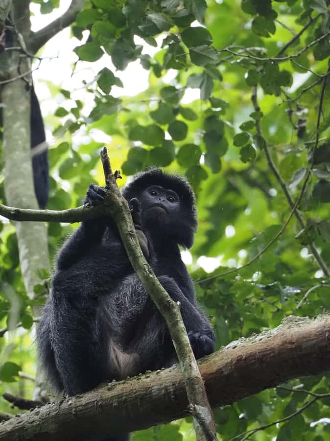 Tetebatu & Ricefield, Waterfall, Monkey forest. - What Sets This Tour Apart