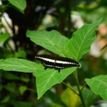 Tetebatu: Sasak Culture & Nature Tour with Weaving & Pottery - Practical Details and Tips