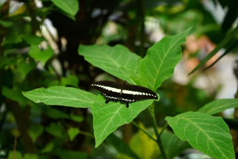 Tetebatu: Sasak Culture & Nature Tour with Weaving & Pottery - Practical Details and Tips