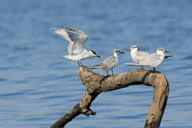The birdwatchers quest:through the Swamp of Royal TreasureMuturajawela Wetlands - What’s Included and What to Keep in Mind