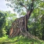 The Journey from Siem Reap to Kratie: Visit Sambo Prei Kuk - Why This Tour Stands Out