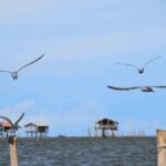 The Nature BKK: Boat to Mangrove & Train to Maeklong Market - Summary: Who Will Love This Tour?