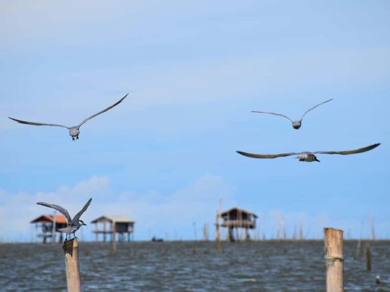 The Nature BKK: Boat to Mangrove & Train to Maeklong Market - Summary: Who Will Love This Tour?