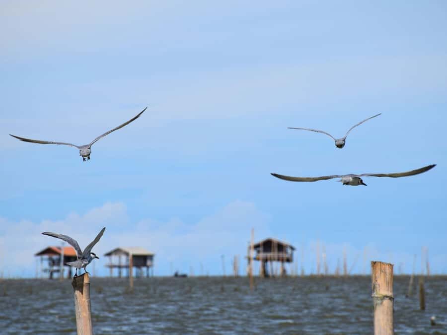 The Nature BKK: Boat to Mangrove & Train to Maeklong Market - Summary: Who Will Love This Tour?