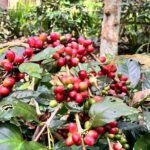 The scenery of the swamp is intertwined with the cultural life of Bali - Practicalities and Value