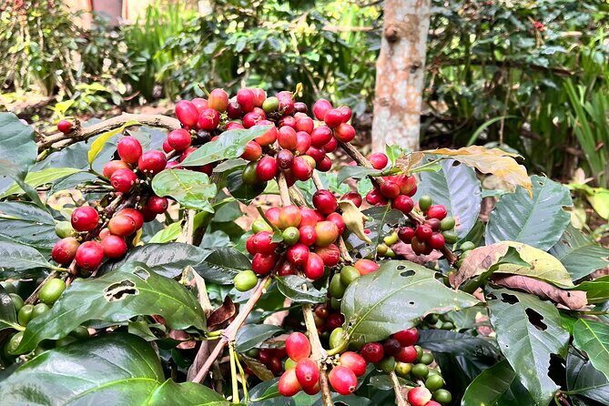 The scenery of the swamp is intertwined with the cultural life of Bali - Practicalities and Value