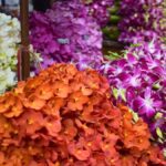 The Scents Bangkok: From Flower Market to DIY Thai Perfume - Discovering Bangkok Through Its Fragrances