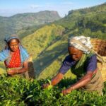 The Tea Hubs of Srilanka - Who Is This Tour Best For?