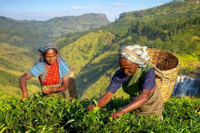 The Tea Hubs of Srilanka - Who Is This Tour Best For?