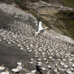 The Ultimate Muriwai Gannet Colony Experience Private Tour - Who Would Love This Tour?