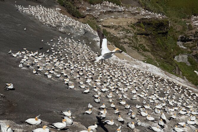 The Ultimate Muriwai Gannet Colony Experience Private Tour - Who Would Love This Tour?