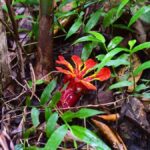 The Wilds: Khao Yai Trekking and Stargazing 2-Day Tour - What Makes This Tour Stand Out?