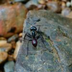 Three days orangutans adventure in Gunung Leuser - The Value and Pricing