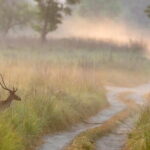 Thrilling Jeep Safari in Jim Corbett National Park with Guide - Who Is This Tour Best For?