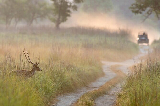 Thrilling Jeep Safari in Jim Corbett National Park with Guide - Who Is This Tour Best For?