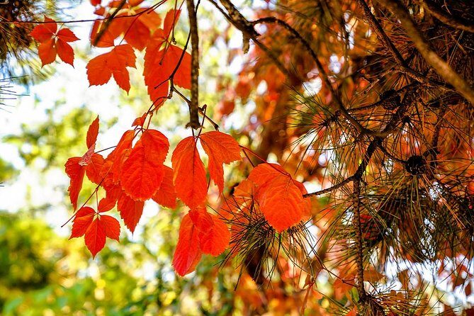 Tianjin Shore Excursion: Tian'anemen Square, Forbidden City and Summer Palace - Who Will Love This Tour?