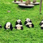 Ticket reservation for Chengdu Giant Panda Breeding Base - Who Is This Tour Best For?