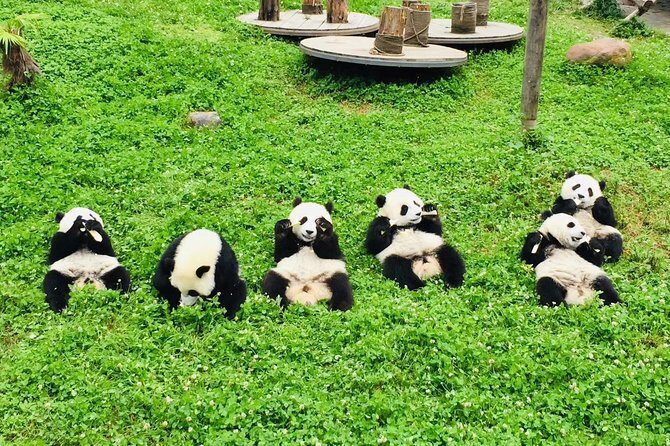 Ticket reservation for Chengdu Giant Panda Breeding Base - Who Is This Tour Best For?